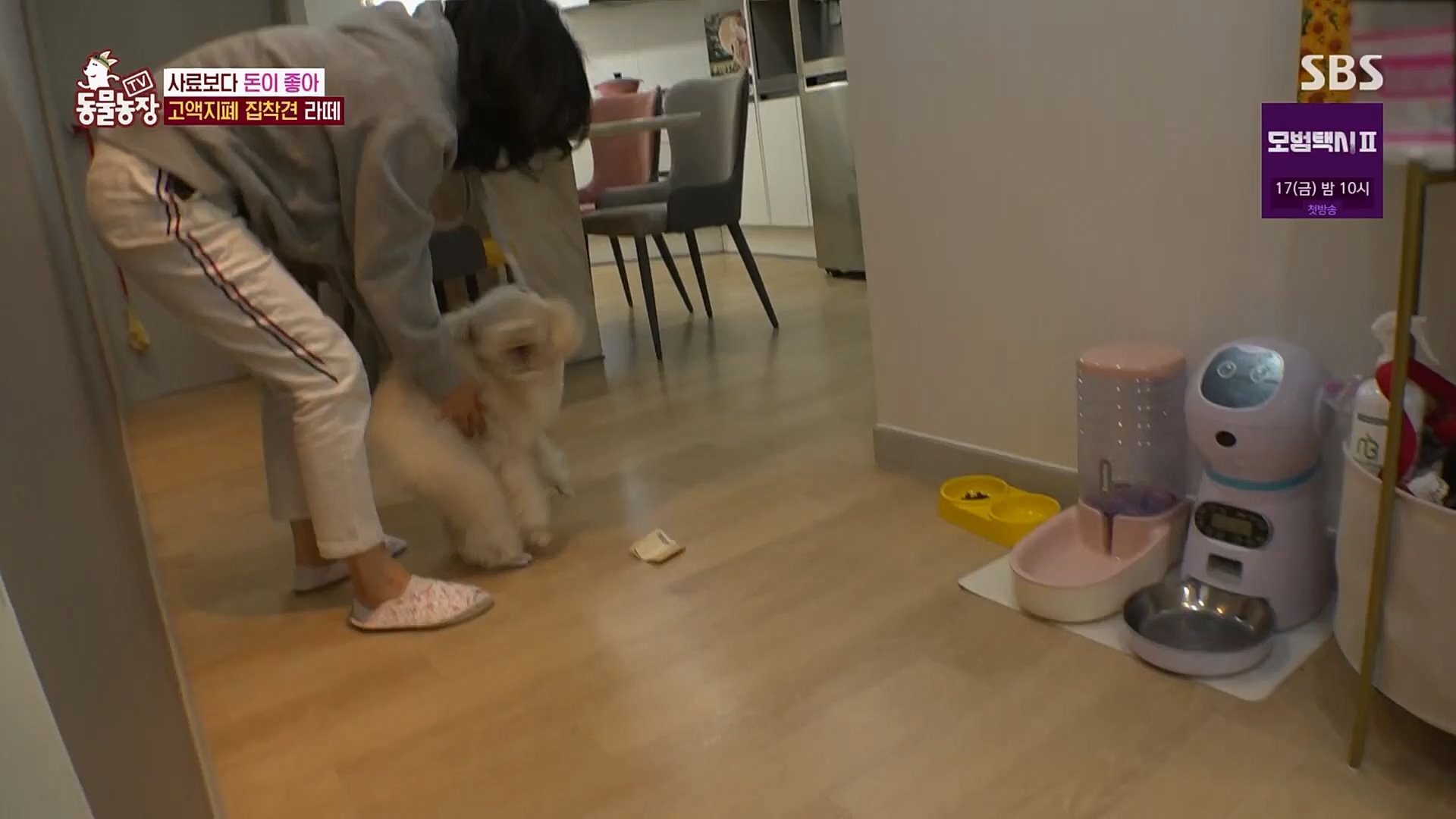 TV 동물농장.E1107.230205p.H264-F1RST.mp4_20230205_173931.056.jpg