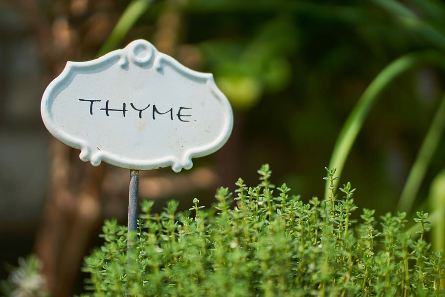  백리향 타임 (Thyme)의 효능, 효과 및 건강상의 이점 알아보기