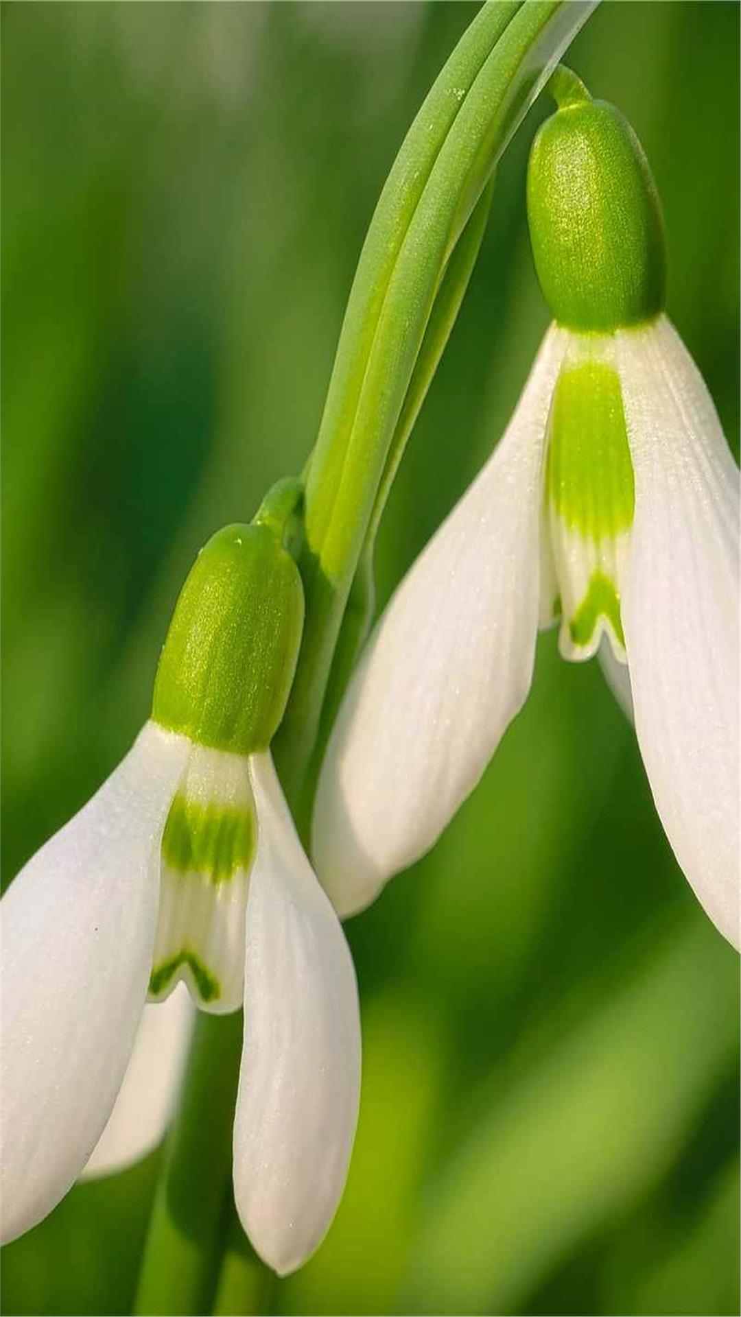 Snowdrop Flower iPhone Wallpaper