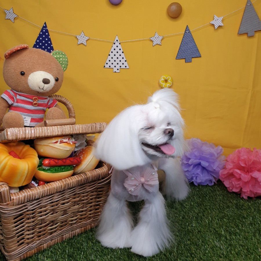 스타일 때문에 고민이시라면?! 블링펫으로~~ 강아지 미용실 9