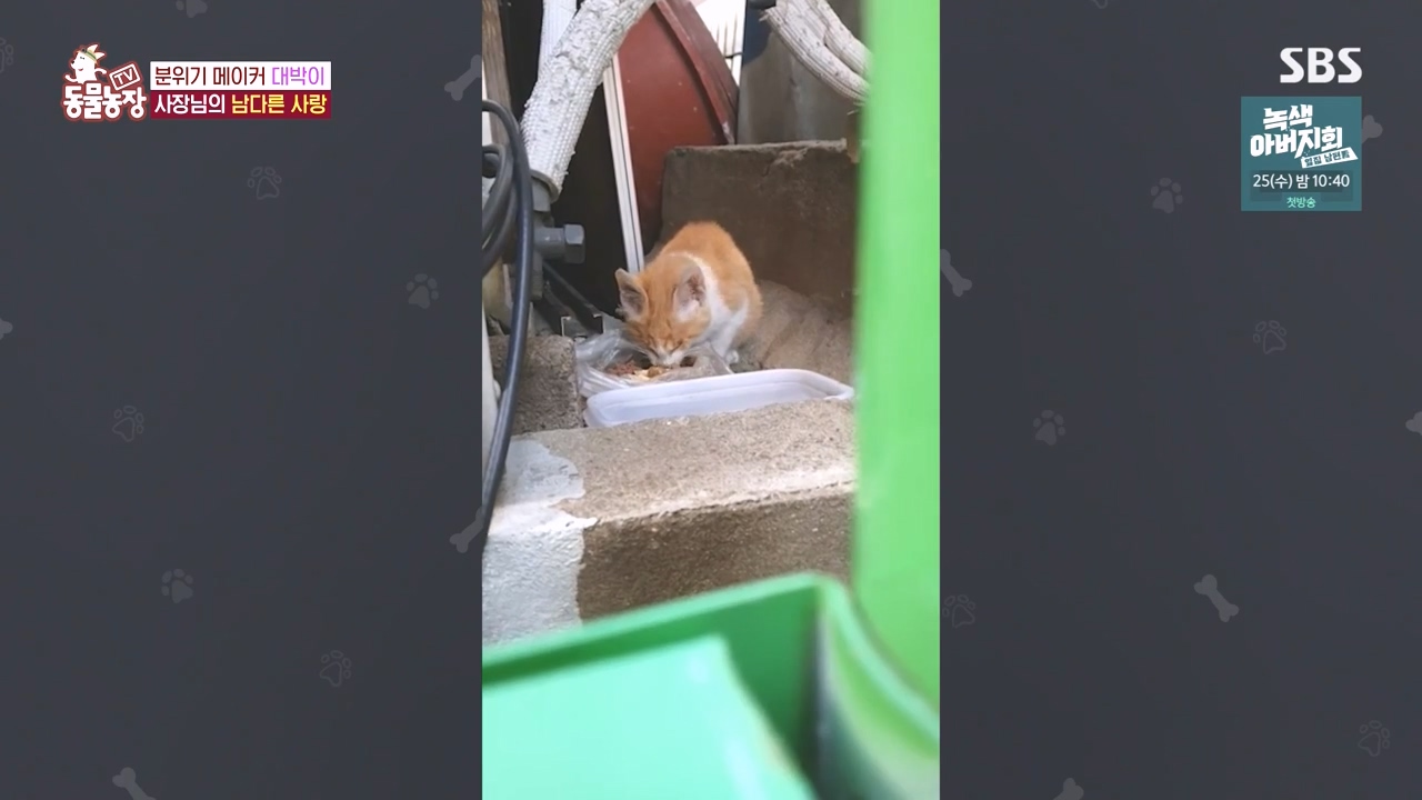 TV 동물농장.E1141.231016p-NEXT.mp4_20231015_174111.782.jpg