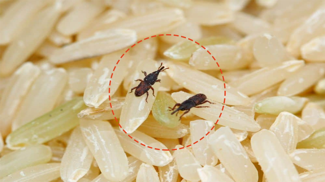 쌀통 안에 든 쌀벌레 때문에 놀랄 때가 있습니다.