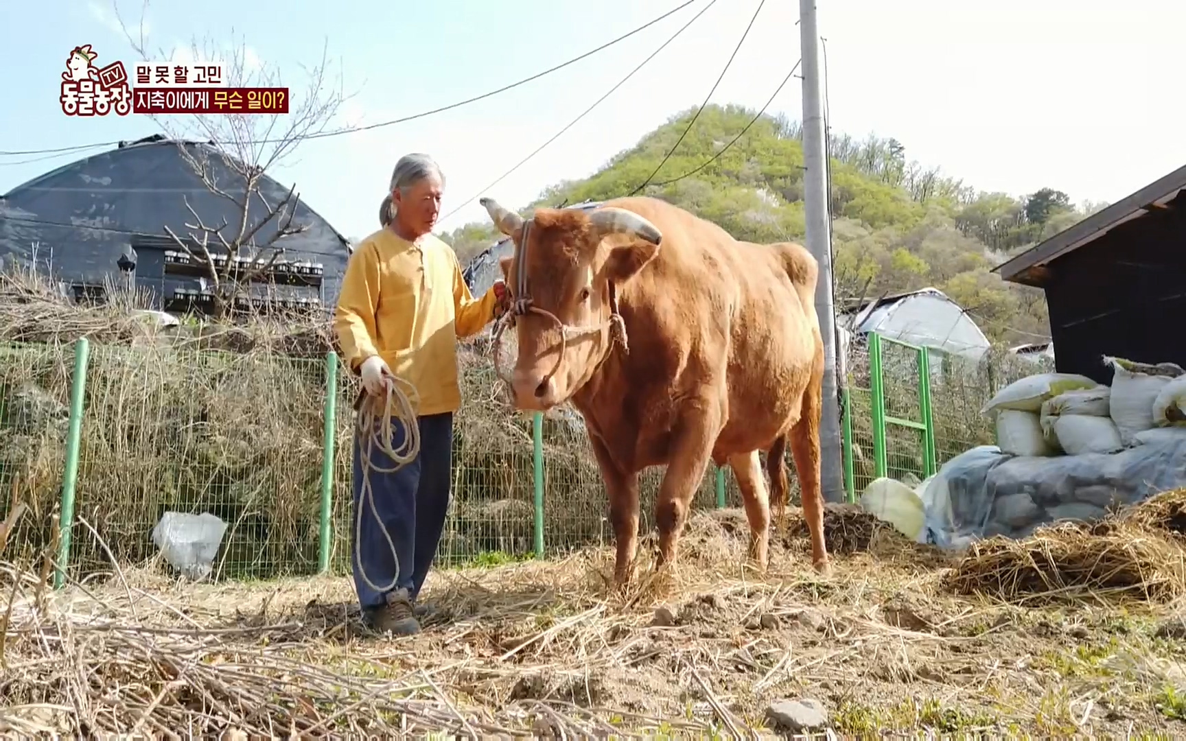 TV 동물농장.E1074.220619p.H264-F1RST.mp4_20220619_181552.713.jpg
