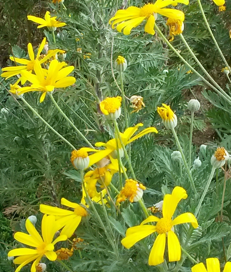  유니호프 (Euryops pectinatus)