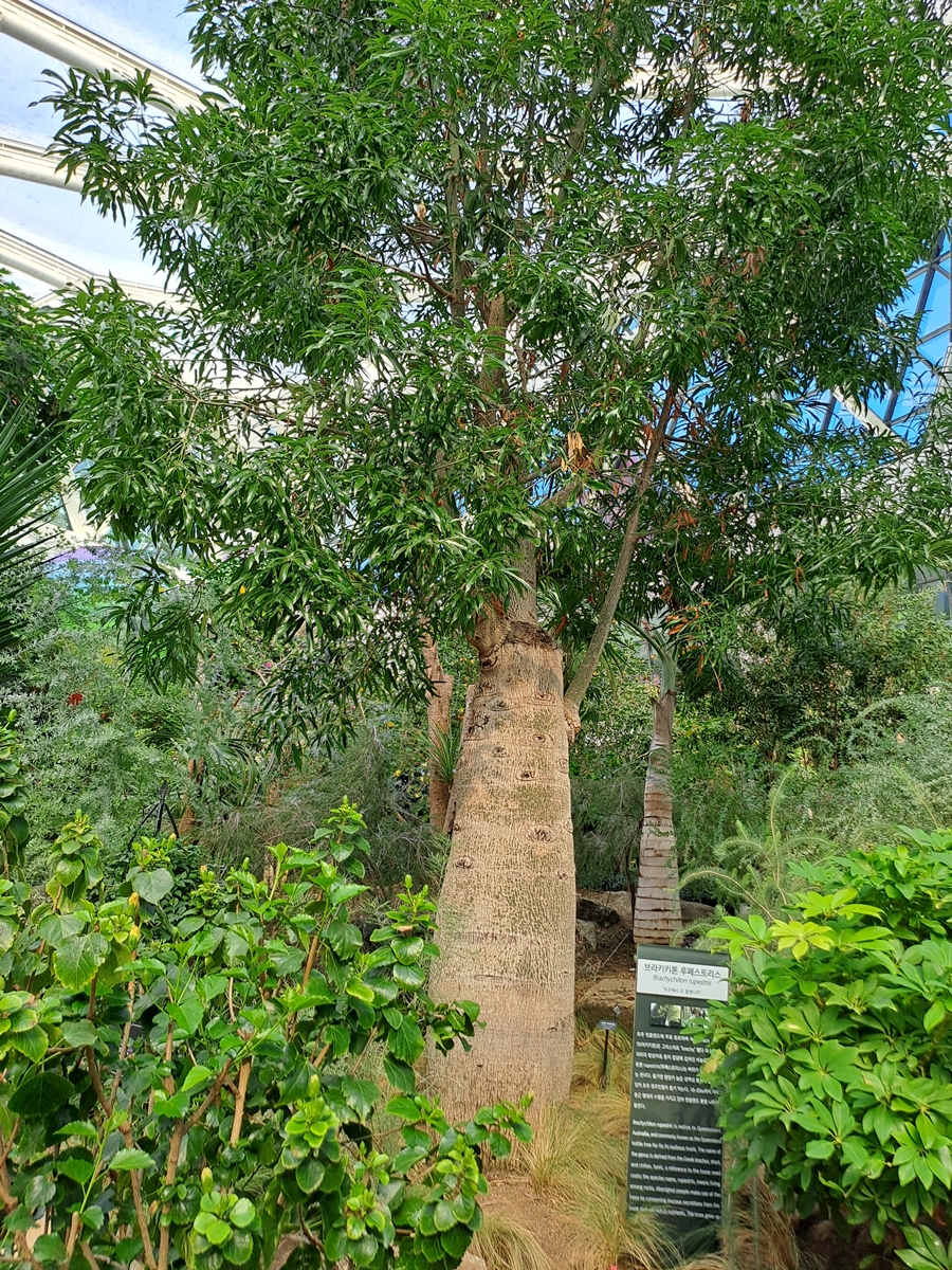 호주산-물병나무