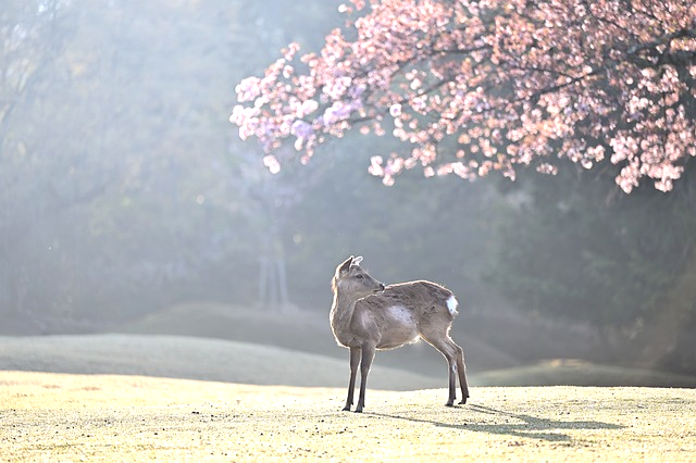 벚꽃 축제