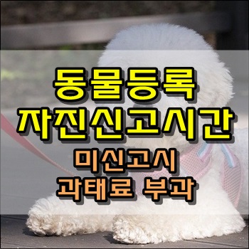  반려견 '동물등록 자진신고 기간'에 미신고시 과태료 부과