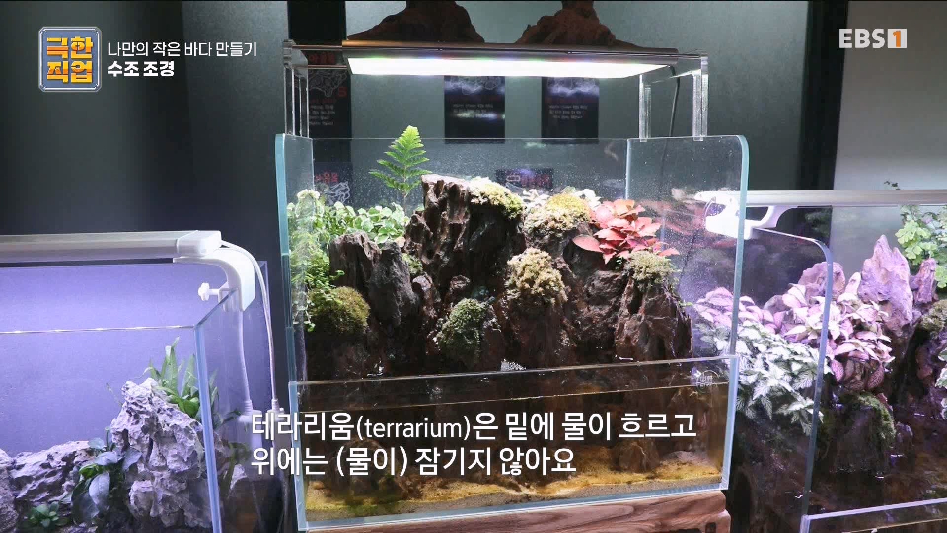 [극한 직업] 수조 조경.mp4_20230822_204228.970.jpg