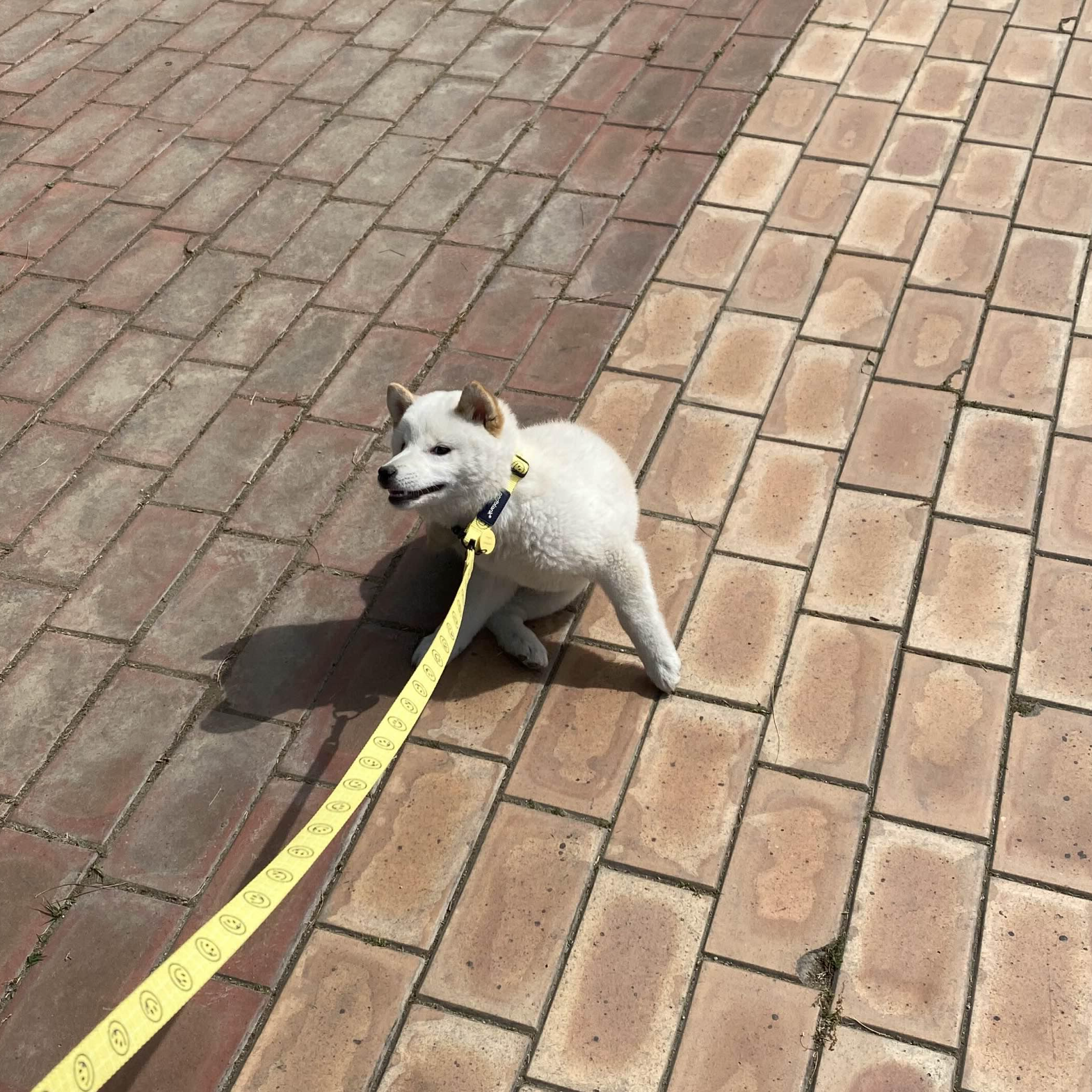 alt 태그