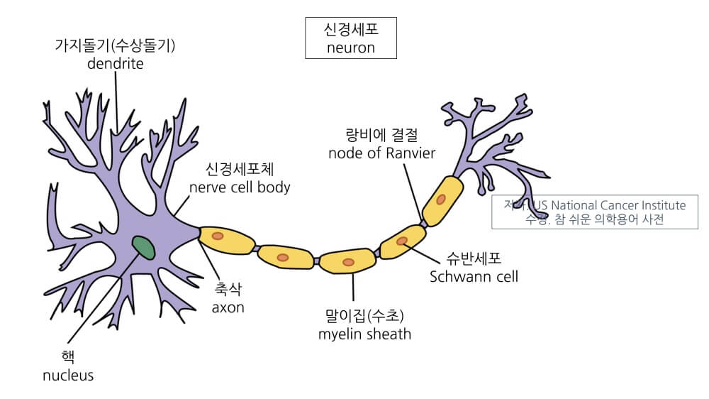 슈반세포의 위치 