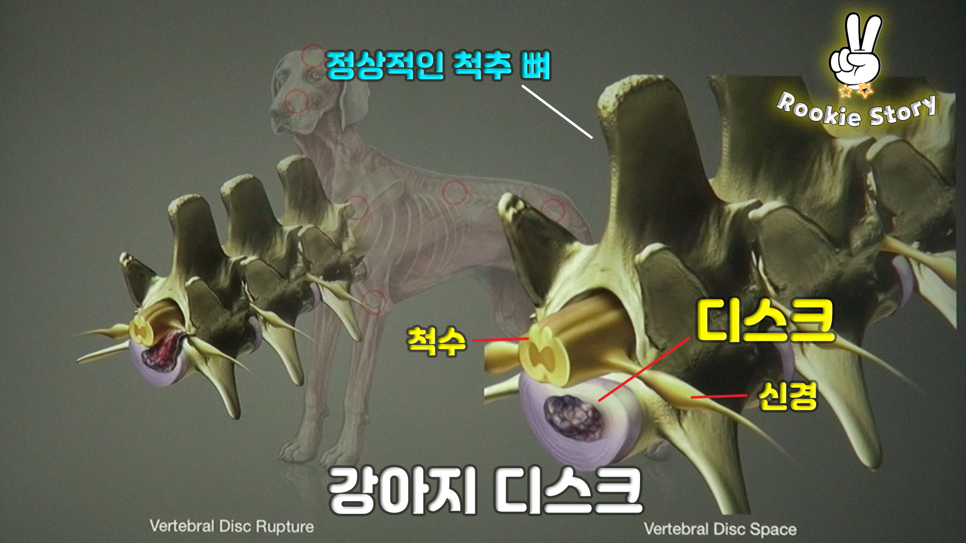  강아지 디스크 추간판 탈출