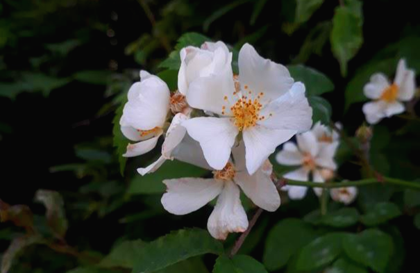  찔레꽃 효능과 부작용