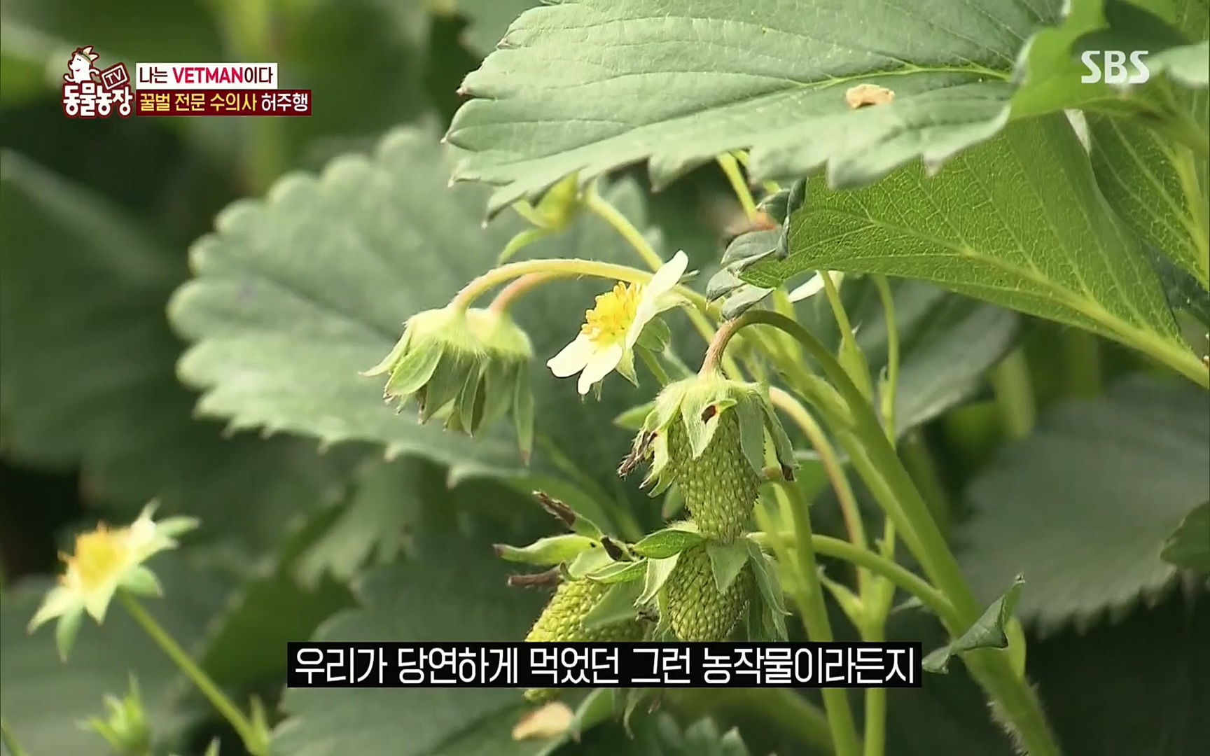 TV 동물농장.E1072.220605p.H264-F1RST.mp4_20220605_181255.710.jpg