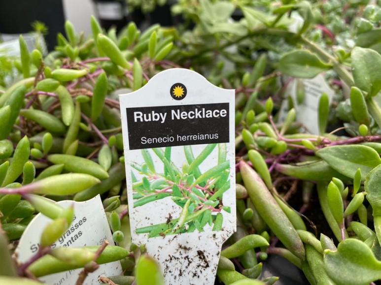 이름 가격도 같이 알아봐요. 예쁜 다육이 종류 1