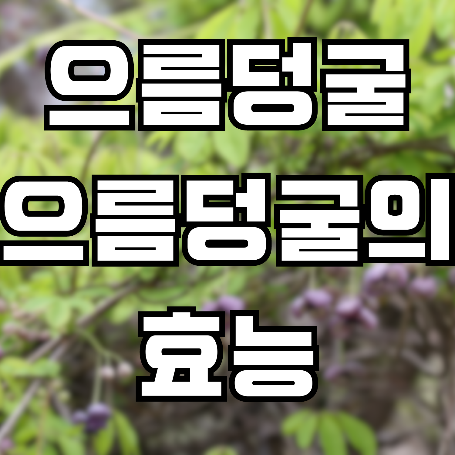  으름덩굴, 으름덩굴의 효능