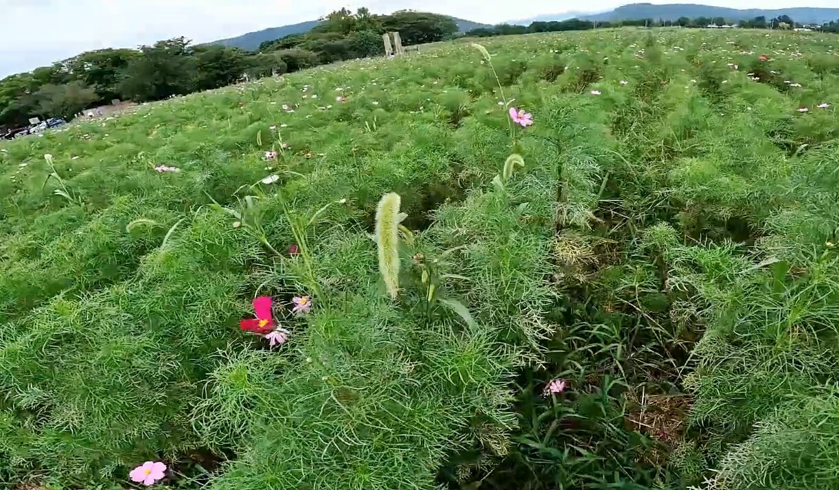 분황사