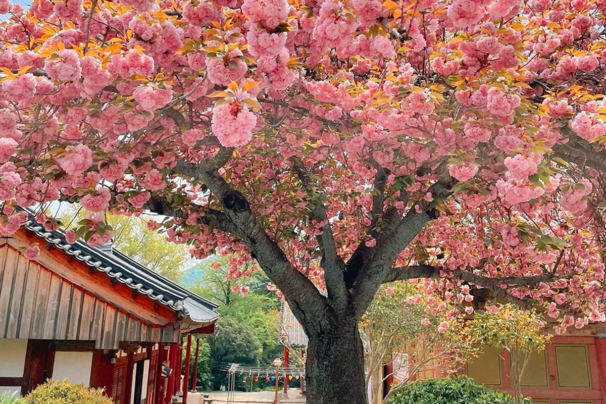 선암사 벚꽃 풍경