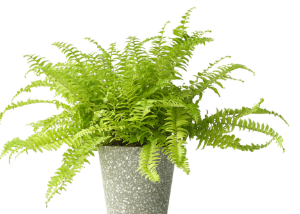 공기정화 식물