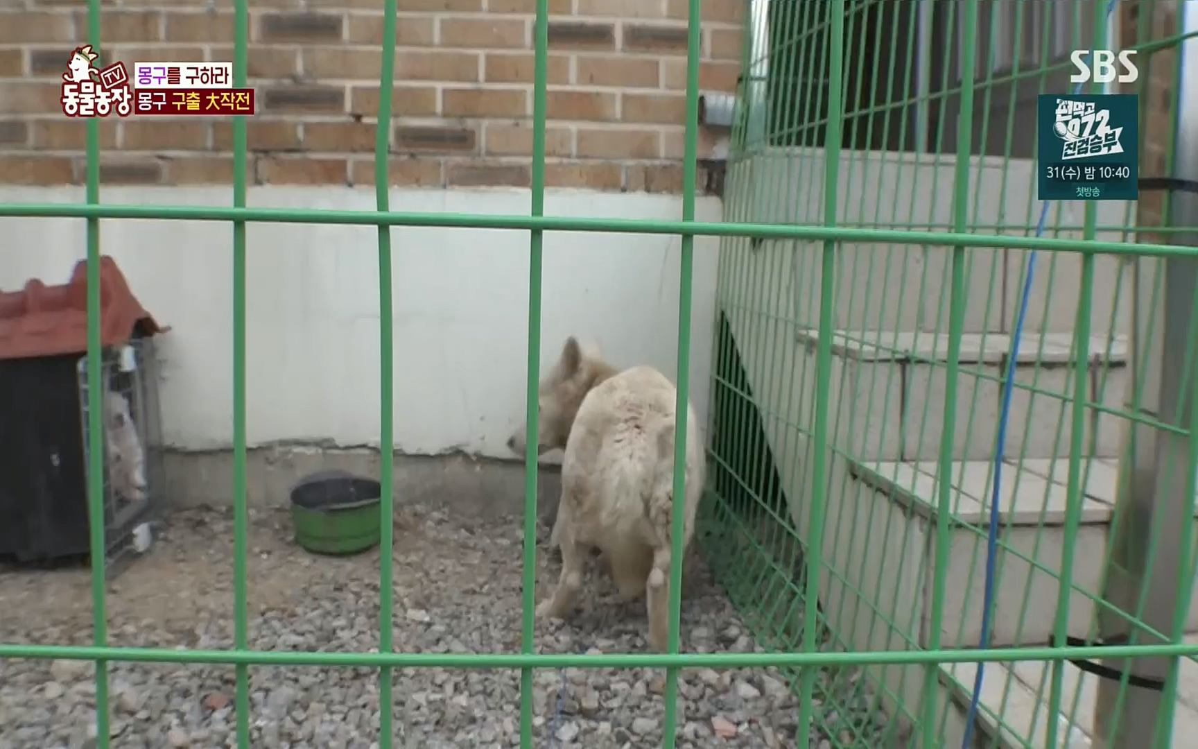 TV 동물농장.E1084.220828p.H264-F1RST.mp4_20220828_154101.993.jpg