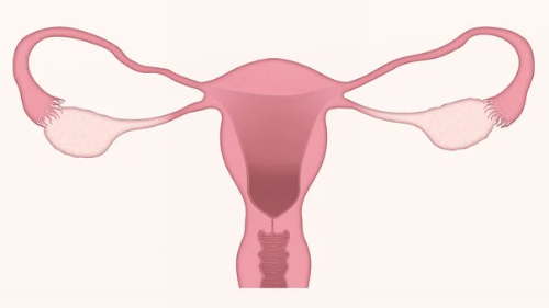 여성 자궁 이미지