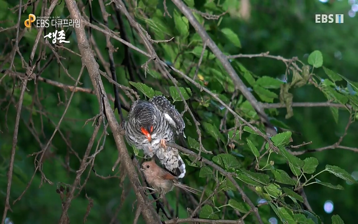 생존 3부_ EBS 다큐프라임_ 220629.avi_20220701_210347.732.jpg