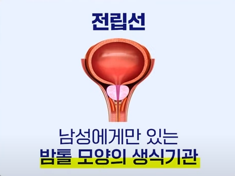  전립선암 원인 증상 관리 치료법을 알기쉽게