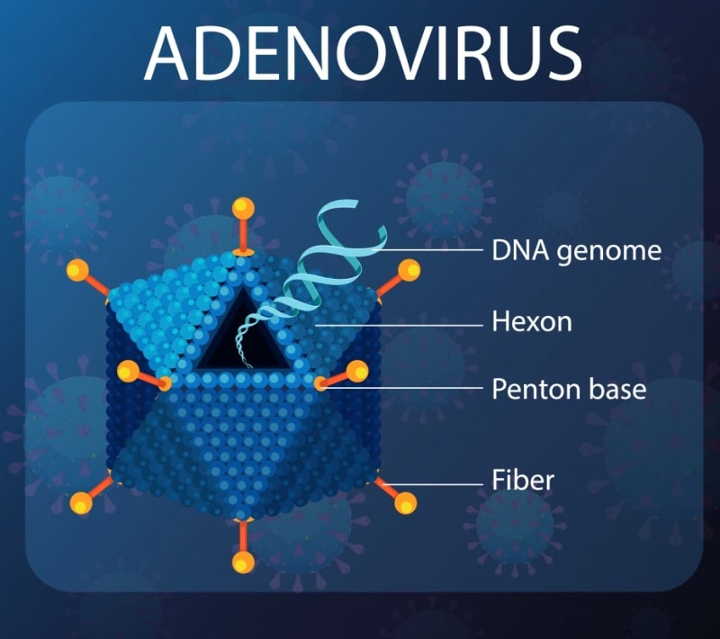 아데노 바이러스 경로 및 증상