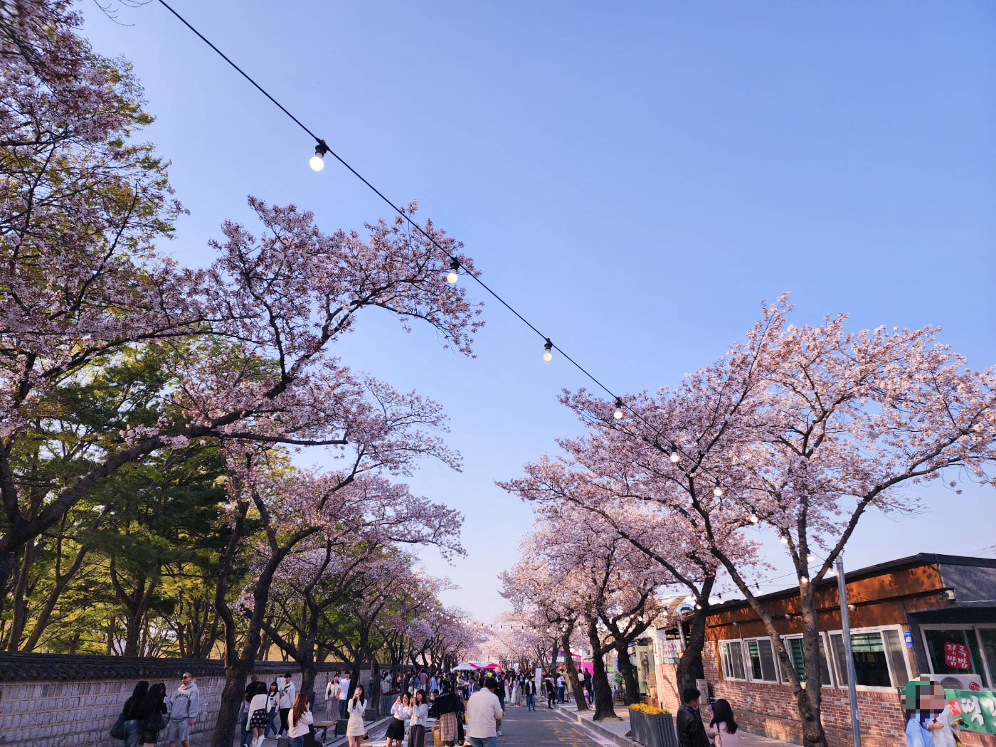 벚꽃축제-조명-전구