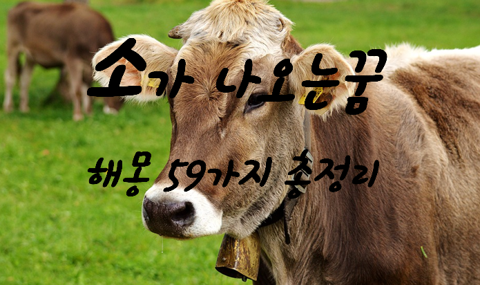  소꿈 해몽 59가지 총정리