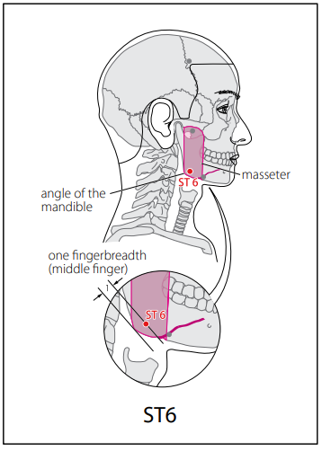 족양명위경 (ST) > ST6 협거 (頰車) 1