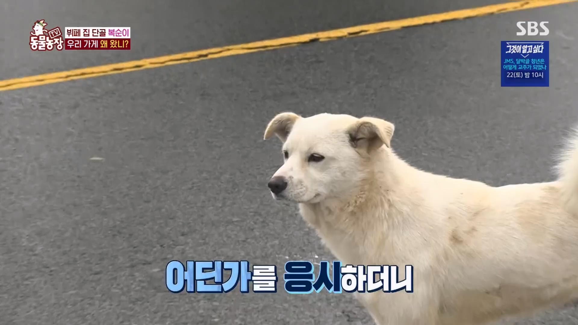 TV 동물농장.E1116.230416p.H264-F1RST.mp4_20230418_194200.594.jpg