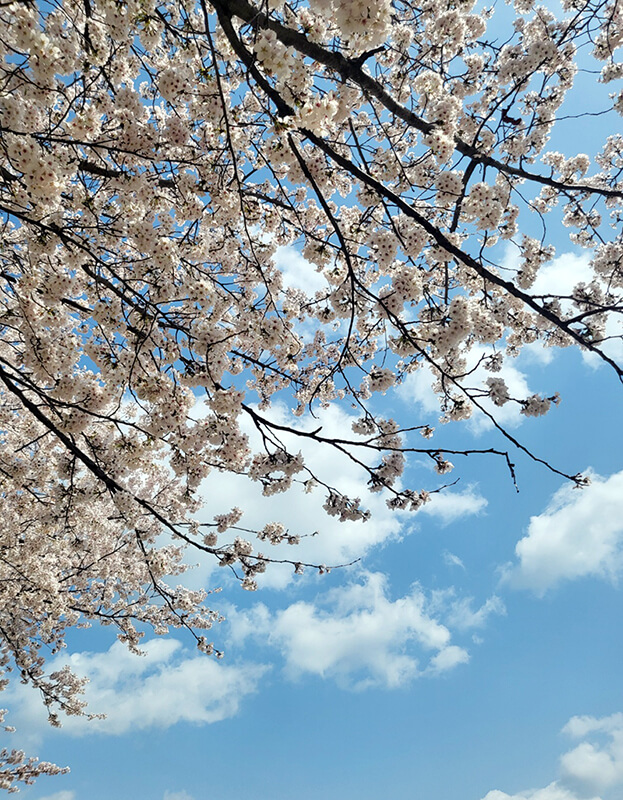 하늘높이 솟아있는 벚꽃나무