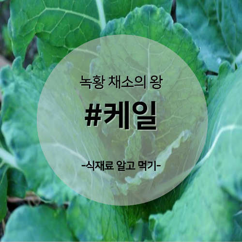  알고 먹기 28. #케일
