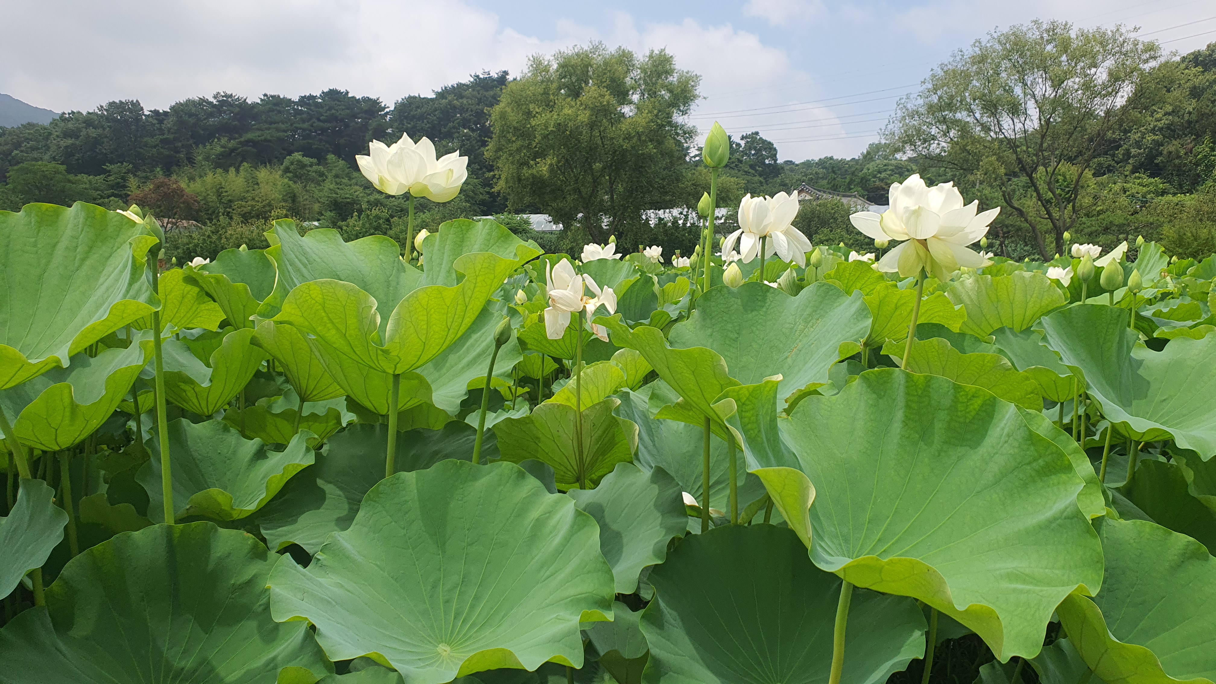 고암 이응노의집 : 홍성 가볼만한곳 / 미술관 / 충남 연꽃 명소 / 옥중일기