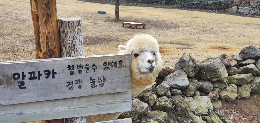 제주 동물원 추천 BEST 06 아이들과 가볼만한곳