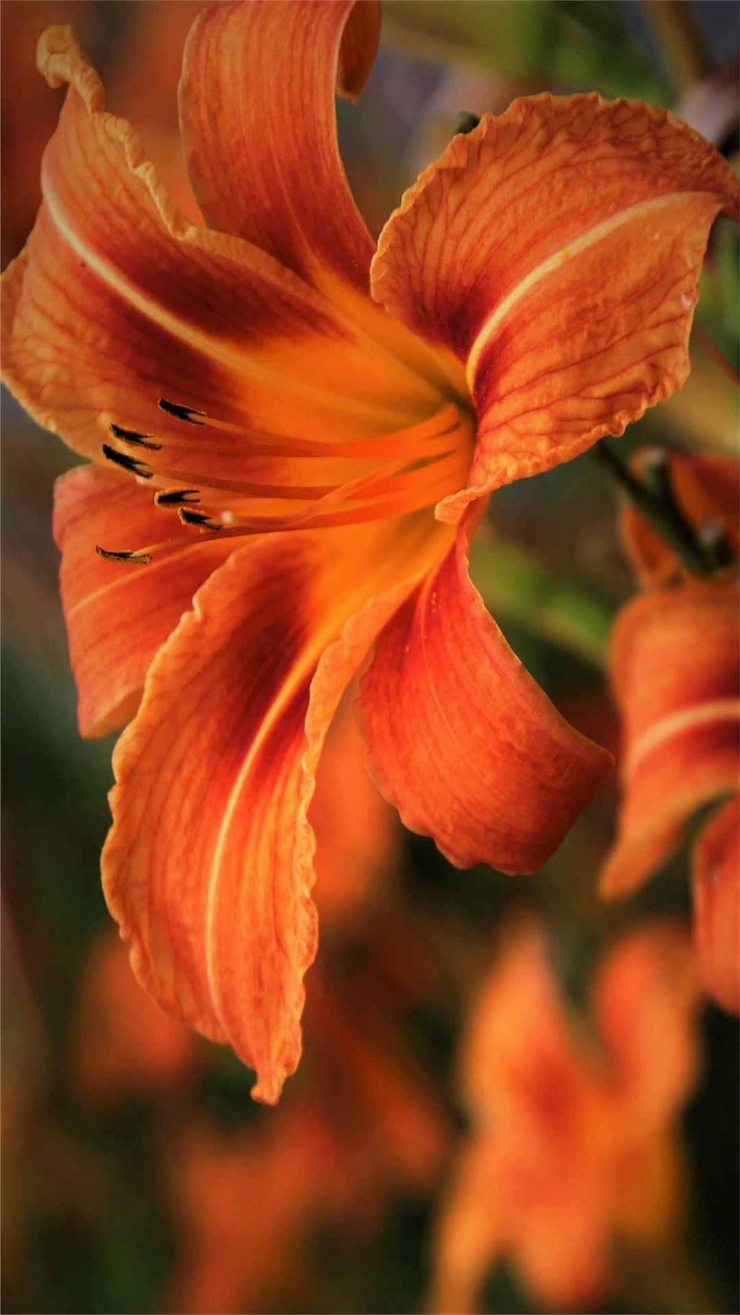 Lily Flower iPhone Wallpaper