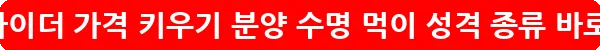 슈가글라이더 가격 키우기 분양 수명 먹이 성격 종류_13