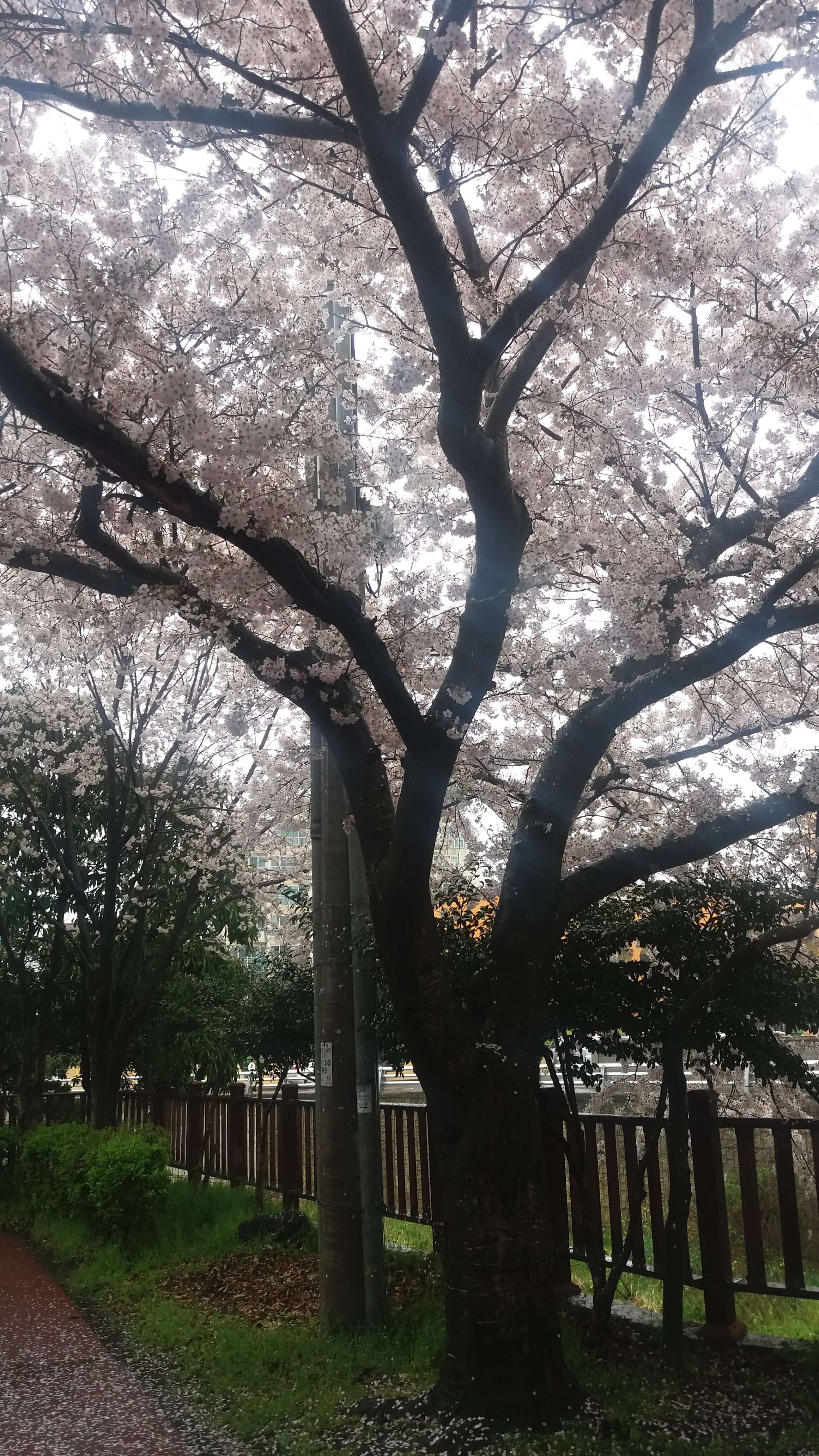 벚꽃나무를_아래에서_찍은_사진