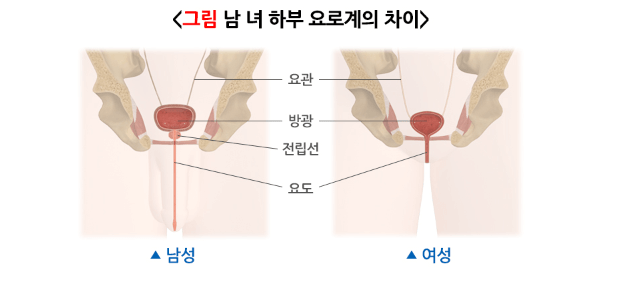 남녀 요로계