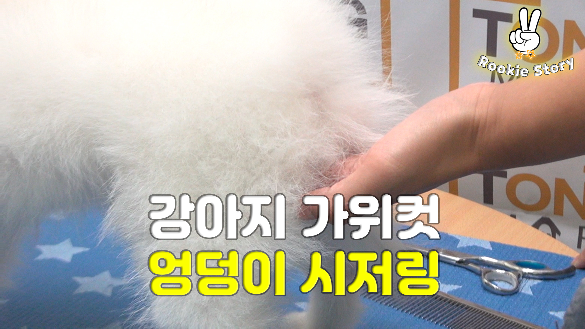  애견 셀프 미용 강아지 포메라니안 가위컷 엉덩이 시저링 방법