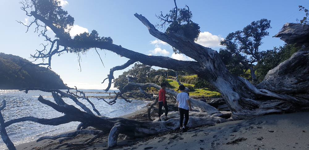 Goat Island Marine Reserve