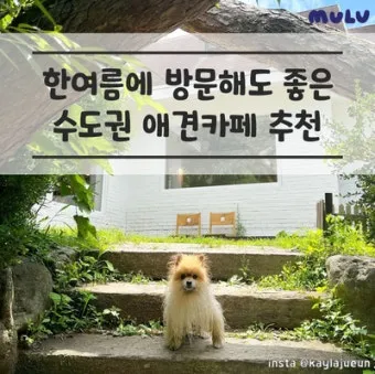 수도권 애견동반 여행지 5선 완벽 가이드 반려견 동반 산책 주말 여행지 추천_27