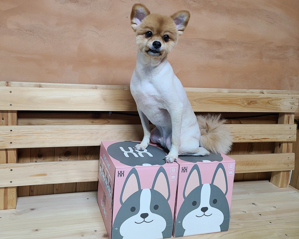 흡수력이 대박이야?이름에 맞는 달라 패드! 개 화장실 패드 5