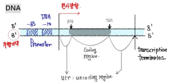원핵생물의 전사과정