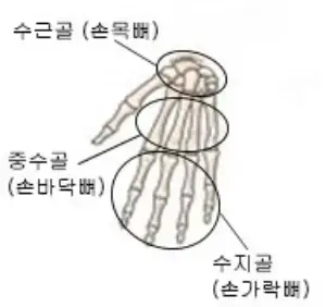 미용사네일이론-손의뼈