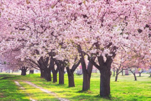 2023년 봄꽃 개화시기 진달래 개나리 벚꽃 축제 