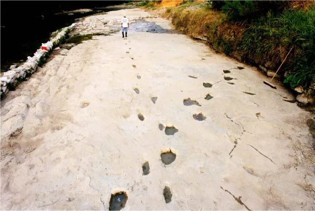 팔룩시 강 발자국 화석 Paluxy River Footprint