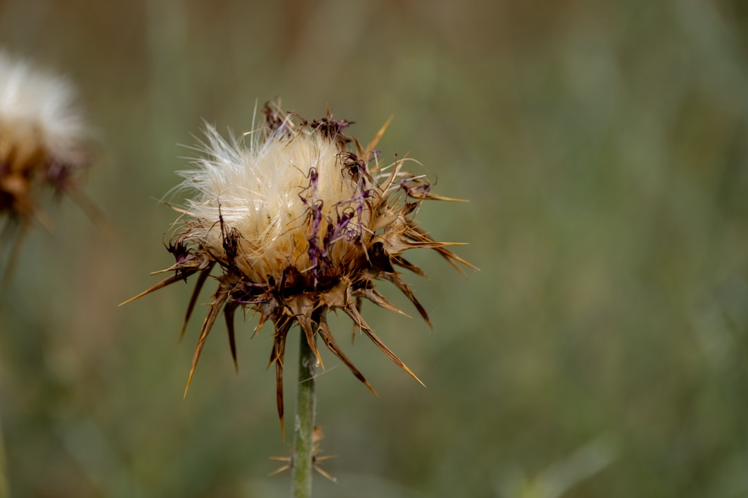 Milk Thistle