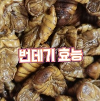 번데기-효능