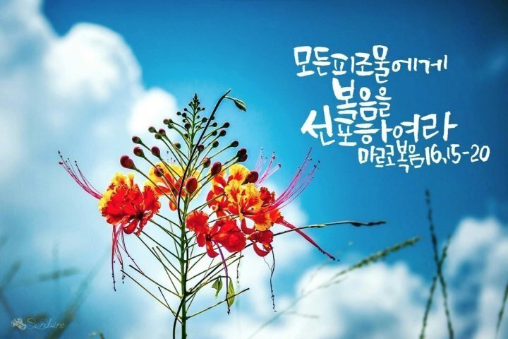 (주)시냇가에심은나무 이미지